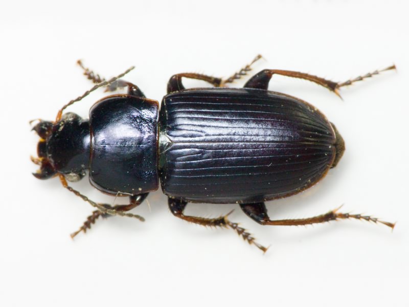 Carabidae Latreille, 1802